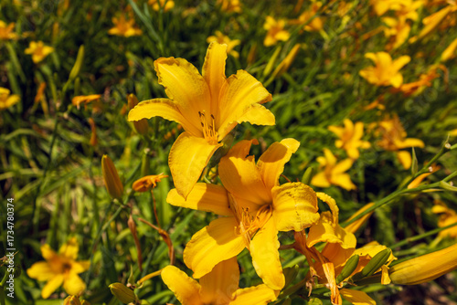 Close-up of vibrant yellow daylilies (Hemerocallis) blooming in a sunny garden.