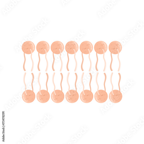 Phospholipid Bilayer