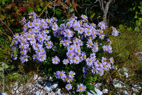 European michaelmas daisy purple flowers