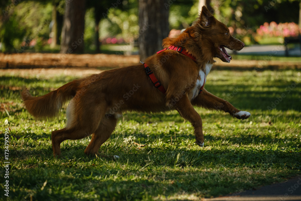 Naklejka premium Nova Scotia Duck Tolling Retriever sprinting at full speed across the green grass in the park. Side view dog portrait in motion.