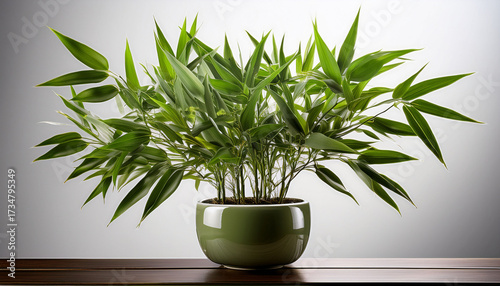 Potted Bamboo Plant With Lush Green Foliage Isolated On A Transparent Background