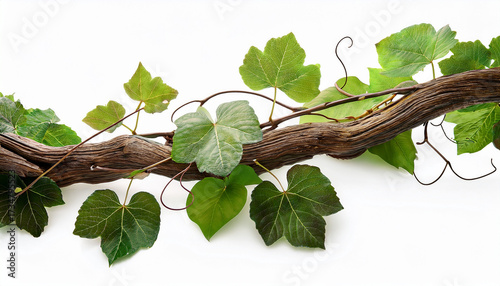 Lush Green Vine With Tendrils And Leaves On A Thick Brown Branch Isolated On White Background