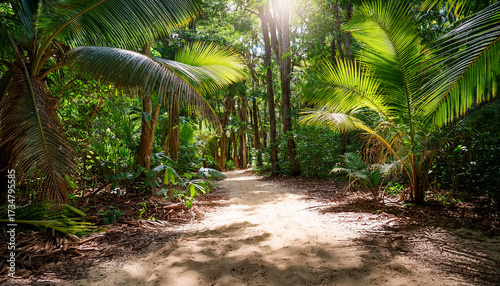 Sandy Path In The Forest In Seychelles
