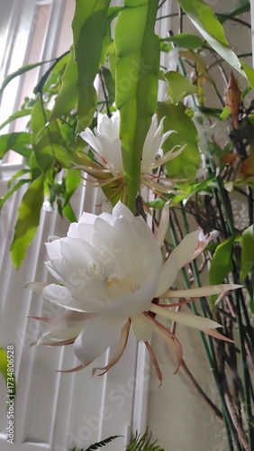 250930204218942 月下美人