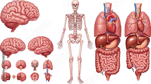 Anatomical illustrations of human brain, skeleton, and internal organs anatomy body