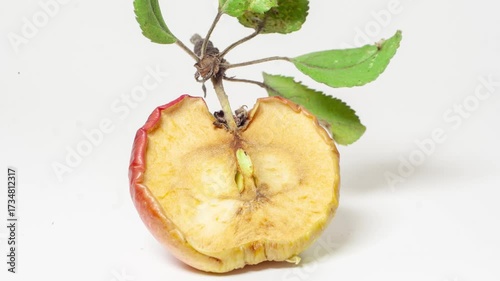 Rotting apples on a gray background