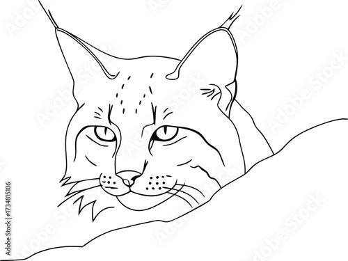 Continous line drawing line drawing a lynx head peeking from behind a mound bobcat