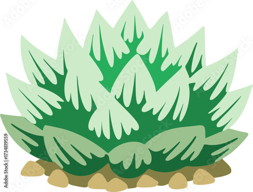 Haworthia Illustration – Transparent Succulent Vector