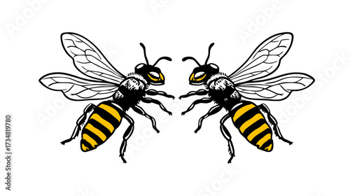 Detailed symmetrical illustration of two bees or wasps, black and yellow flying insects, nature and wildlife vector art.
