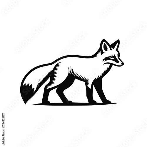 American fox vector illustration. Vintage style animal 