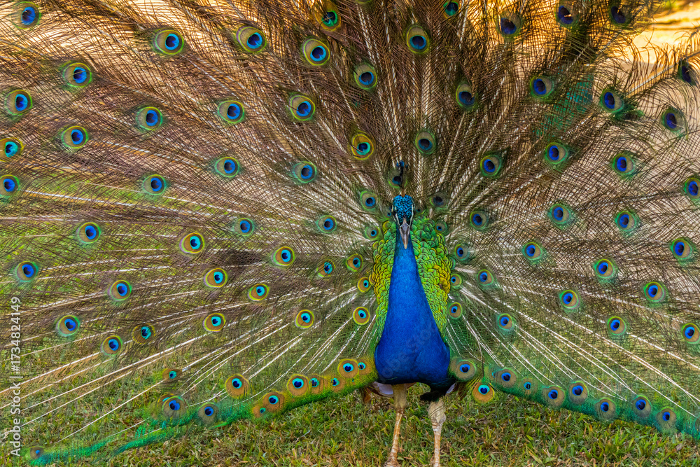 Obraz premium Front View of a Peacock Display