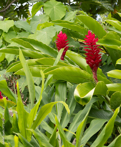 Red Ginger Plant - Hawaii