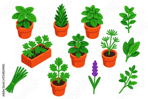 Herb Garden Icons. Isometric vector illustration set Herb garden: basil plant in pot, rosemary bush, mint pot, thyme sprig,