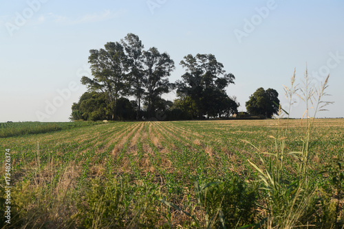 Campo