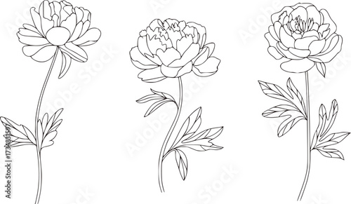 Delicate floral outlines of blooming peonies peony flower