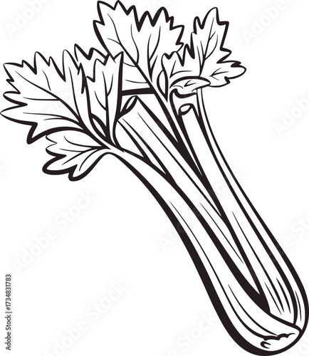 Fresh celery stalks with leafy green tops vegetable food