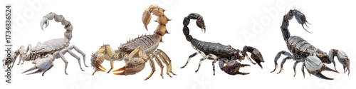 Scorpions exhibit diverse colors and forms, perfect for wildlife documentaries or educational materials, showcasing nature's intricate designs and adaptations