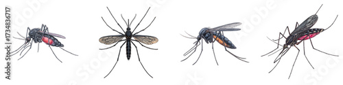 Mosquitoes Posing Attractively for Vector Art or Scientific Illustration, Ideal for Disease Prevention Awareness Campaigns, Biology Education, and Public Health Initiatives