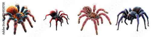Exotic Tarantula Collection, Colorful Spiders in Vivid Detail, Unique Arachnid Specimens for Education or Design, Stunning Exotic Wildlife Illustration