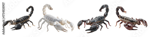 Creepy crawlies galore! A quartet of scorpions offers a wild and exotic touch, perfect for edgy designs and unique projects that need a sting of the unexpected