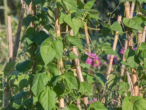 Green bean plants growing in sunny day in vegetable garden phaseolus vulgaris