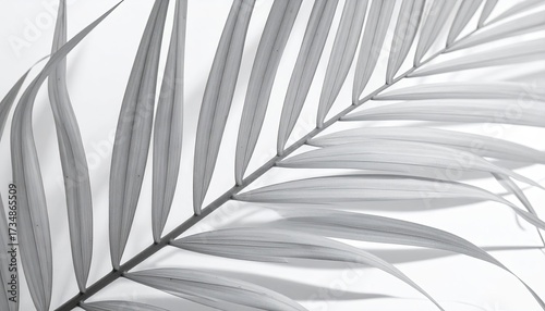 Palm frond detail in bright light, background for design or texture, black and white
