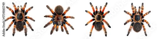 Stunning collection of tarantulas, perfect for educational materials, arachnid enthusiasts, or a spooky Halloween design, capturing the beauty and diversity of spiders