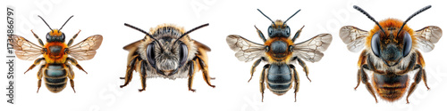 Explore the intricate world of bees through these detailed closeups, perfect for educational materials, nature publications, or highlighting the importance of pollination