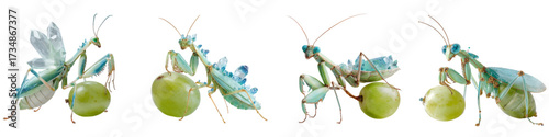 Captivating turquoise orchid mantis showcases delicate beauty on a grape, a stunning example of nature's artistry, vibrant and detailed, embodying the wonders of wildlife