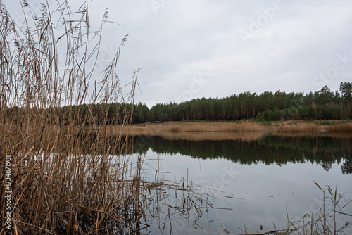 View through the dry reeds to a still forest lake with a clear reflection of the dark pine forest treeline. A cold, quiet day in Estonia.
