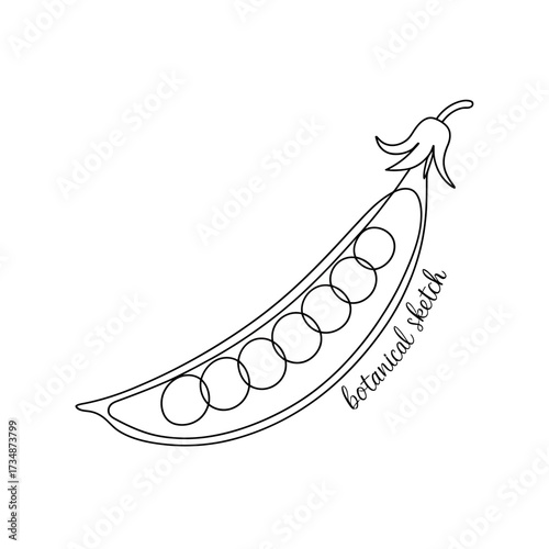 A beautifully detailed botanical sketch of green peas in a pod, showcasing the natural beauty and intricate details of the plant's structure and form for illustration.