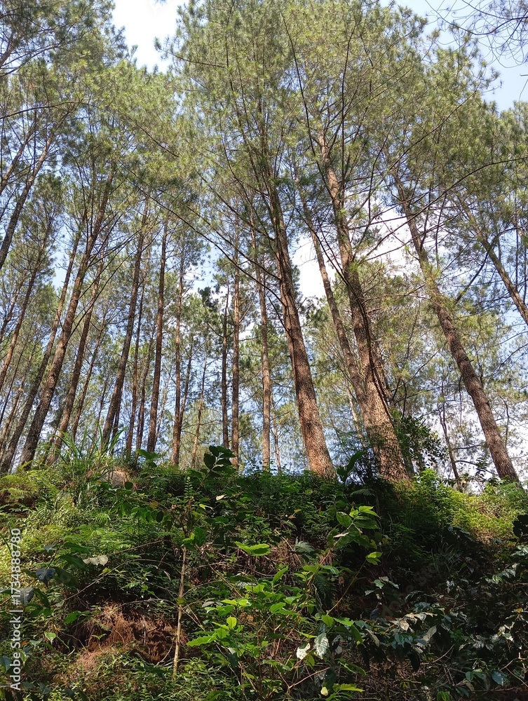 Fototapeta premium trees in the forest