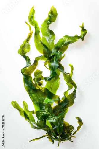 Seaweed Close-Up Fresh algae on white background, for food, beauty or science