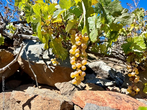 A bunch of sweet white grape on volcanic rocks and blue sky background in the mountains of Granadilla de Abona, Tenerife, Canary Islands, Spain