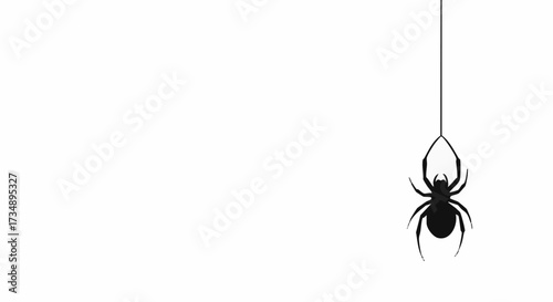 A black spider hangs down on a white background
