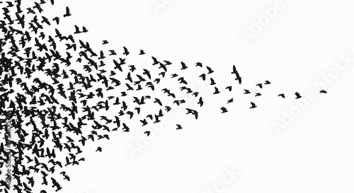 A flock of black birds flying in silhouette against a bright white background