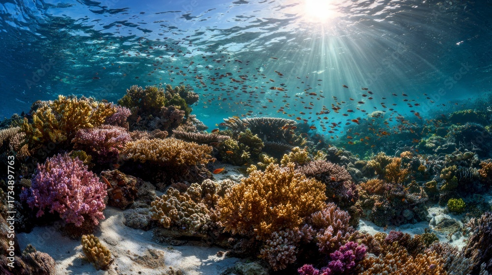 Fototapeta premium Colorful underwater coral reef