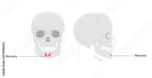 Mentalis - Human chin muscle depicted in labeled diagram responsible for elevating and protruding the lower lip, critical for expressions conveying doubt or displeasure, medical reference.