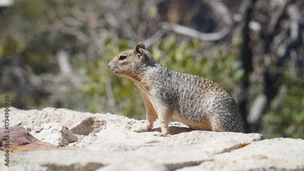 Naklejka premium Squirrel from the Grand Canyon, Arizona #6