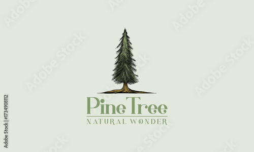 Hand Drawn Pine tree vintage logo, evergreen fir vector illustration design