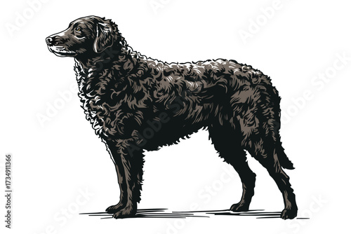 Curly-Coated Retriever isolated domestic isolated