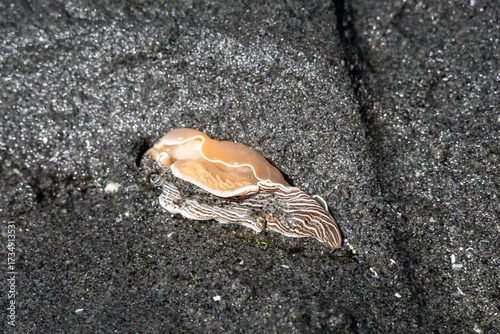 Photography Exploring the intertidal zone at extra low tide, marine animals in Puget sound,