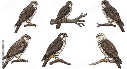 Set of six falcon vector illustrations in various poses isolated on transparent background svg.