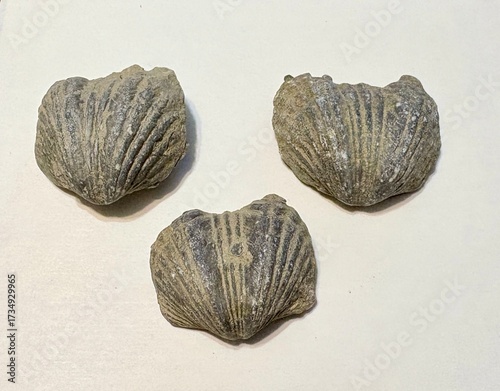 a handful of brachiopod fossils