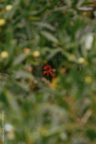 Flor entre as folhas