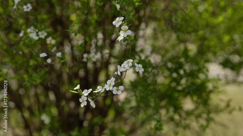 small white flowers in early spring, Hangzhou China. High quality 4k footage