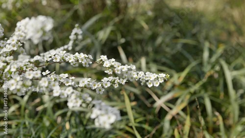 small white flowers in early spring, Hangzhou China. High quality 4k footage