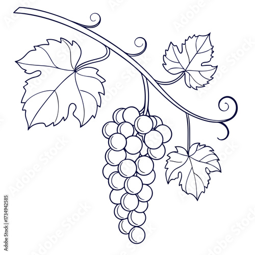 A delicate line art illustration of a ripe bunch of grapes hanging from a vine with detailed leaves and swirling tendrils on a white background