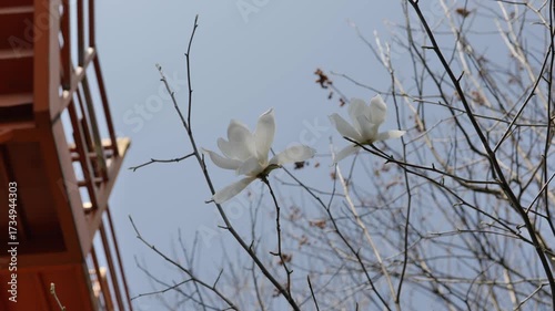 Beautiful Sakura Cherry Blossom in springtime Hangzhou, China. High quality 4k footage