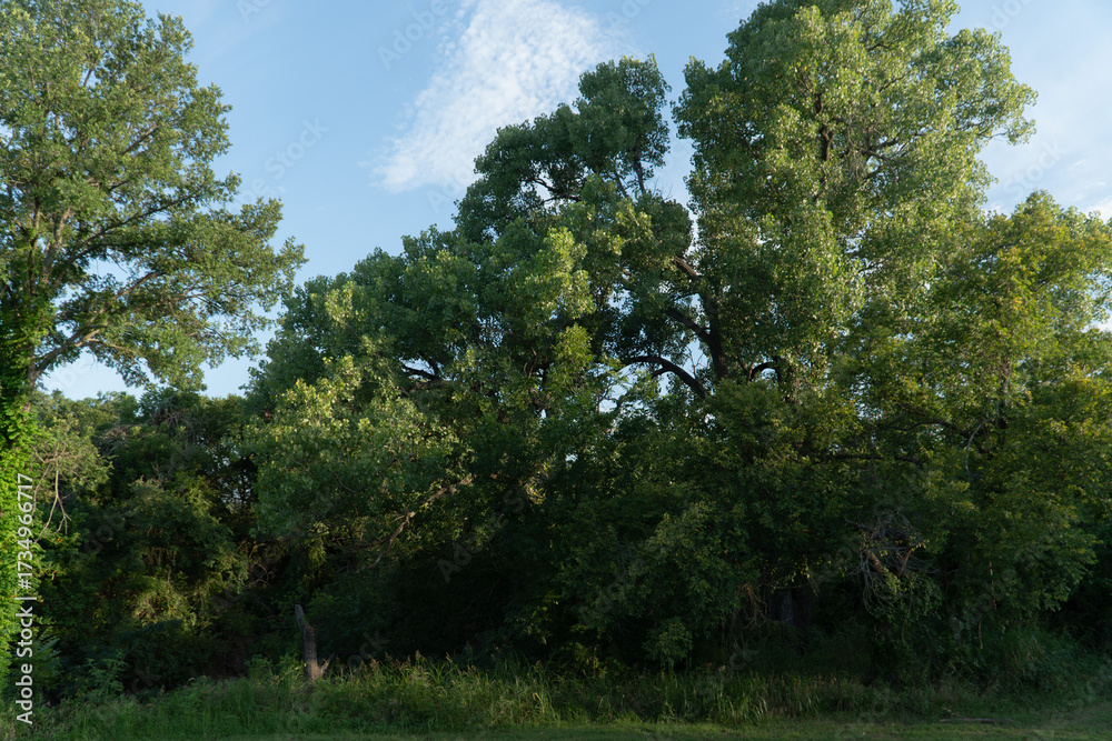 Obraz premium Lush green trees captured under a clear summer sky in Azle, Texas. Soft natural light highlights the vibrant foliage, evoking warmth, tranquility, and the serene beauty of a summer day in the heart of